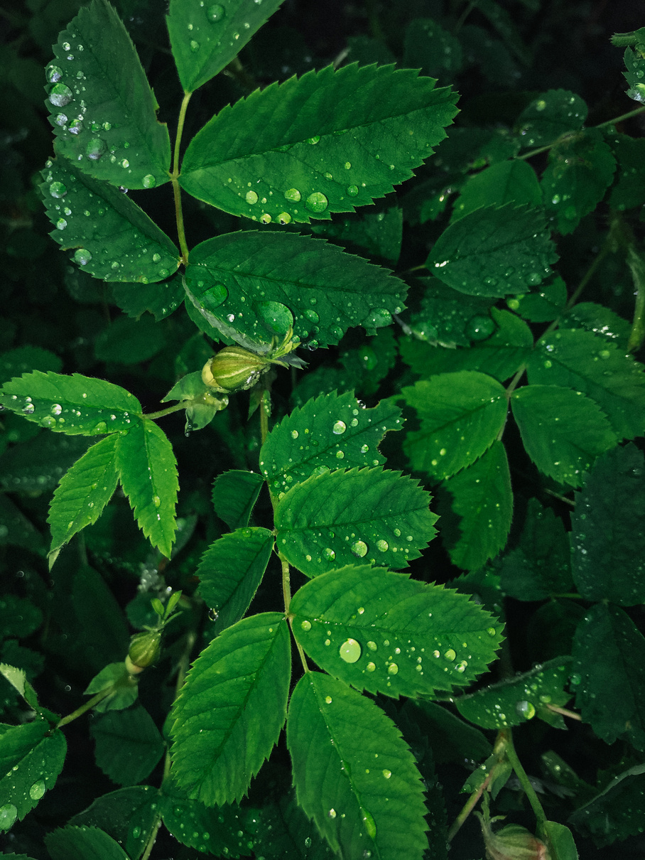 Fresh clean green leaves after rain. Raindrops, wet greens