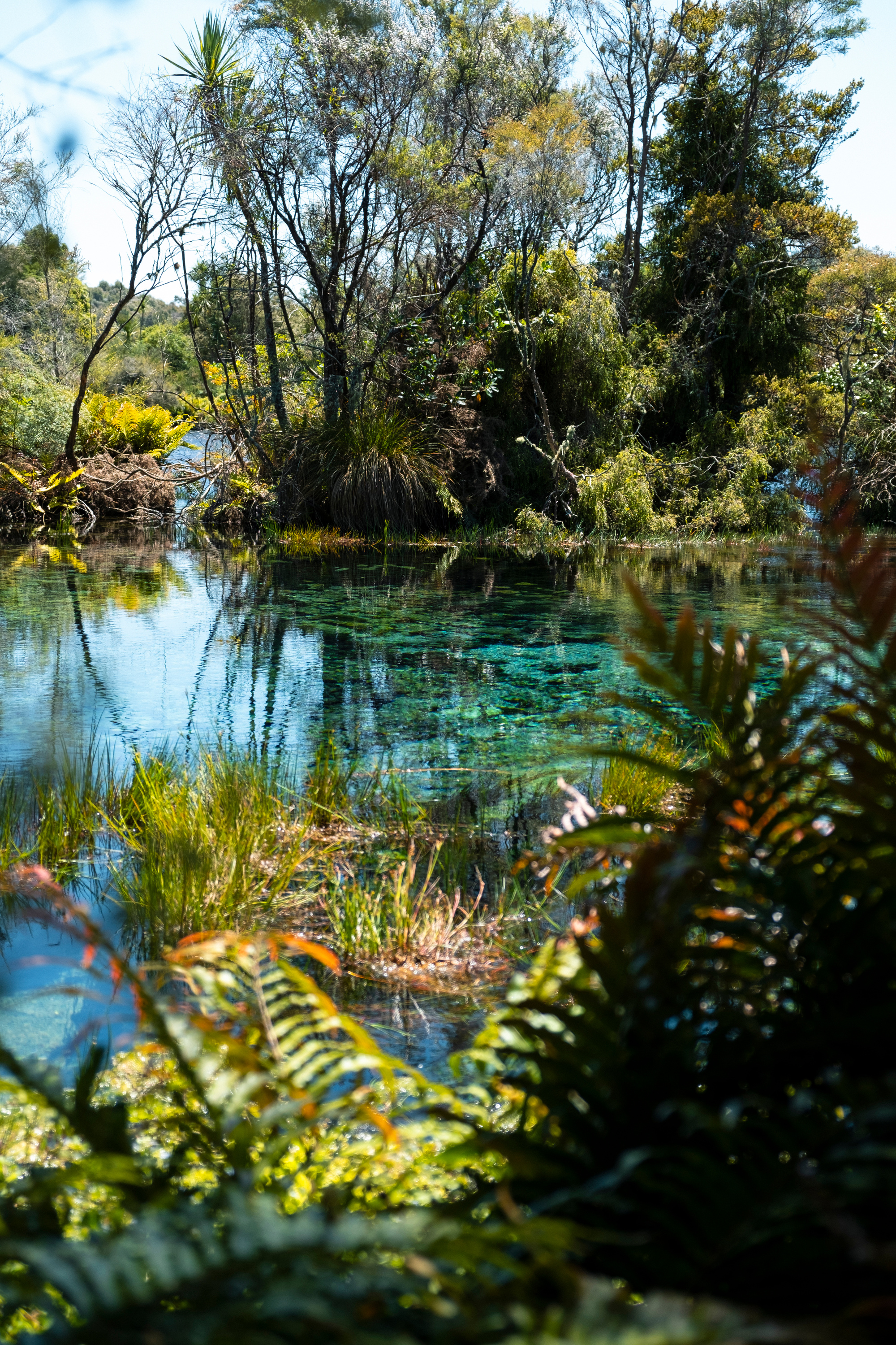 Biodiversity in Nature